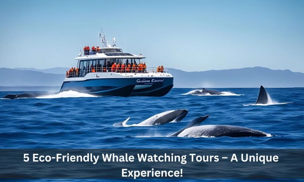 5 Eco-Friendly Whale Watching Tours – A Unique Experience!