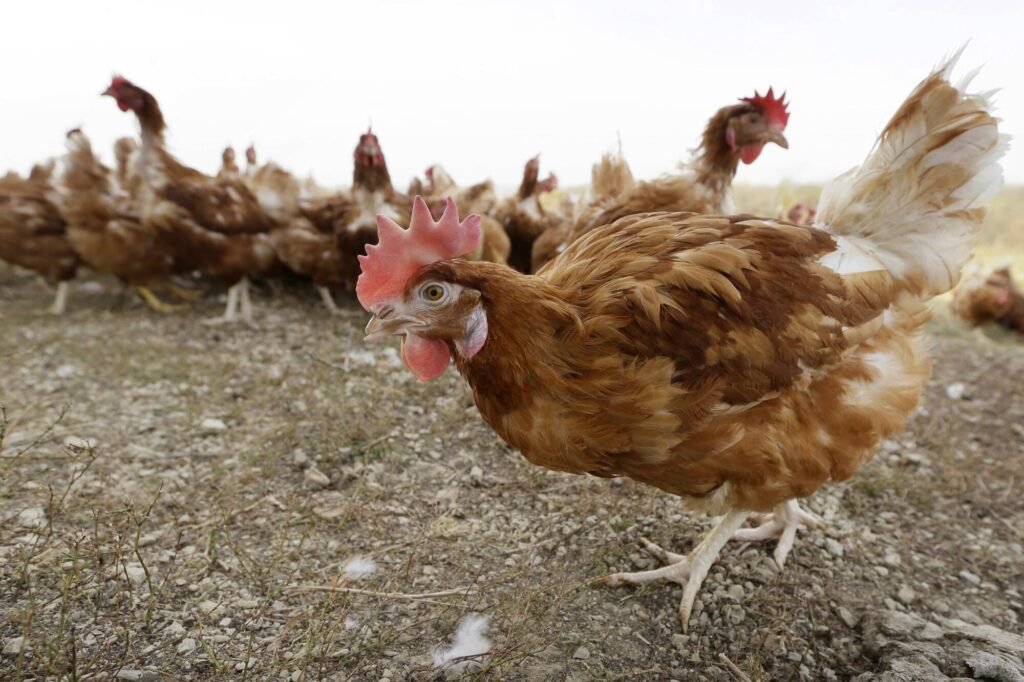 California and Oregon report cases of H5N1 Bird Flu