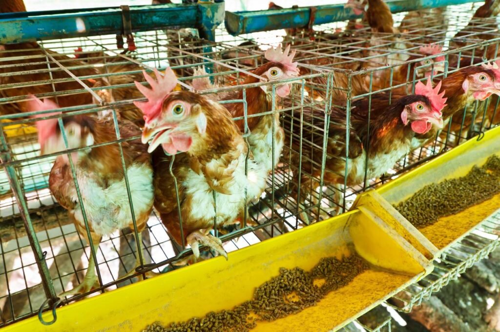 California and Oregon report cases of H5N1 Bird Flu